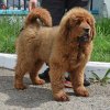Щенки от пары Брайн х Ютера